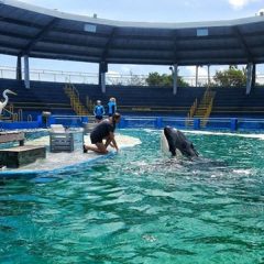Delfinmosoly – Tények & tévhitek a delfináriumok világáról