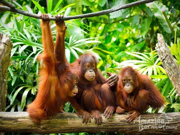 Sepilok-Orangutan-farm-malajzia-buvar-buvartura-sipadan-nyaralas-borneo-02