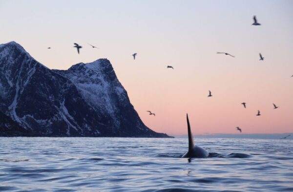 Norveg-fjord-buvar-orka-nezes-tura