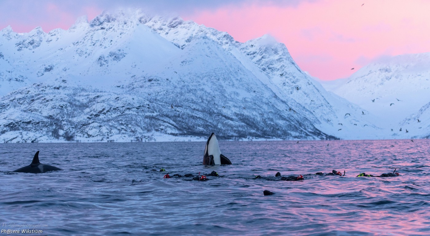 Orca-orka-snorkeling-buvar-tura