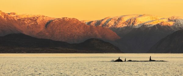 titan-orka-balna-buvartura-fjords